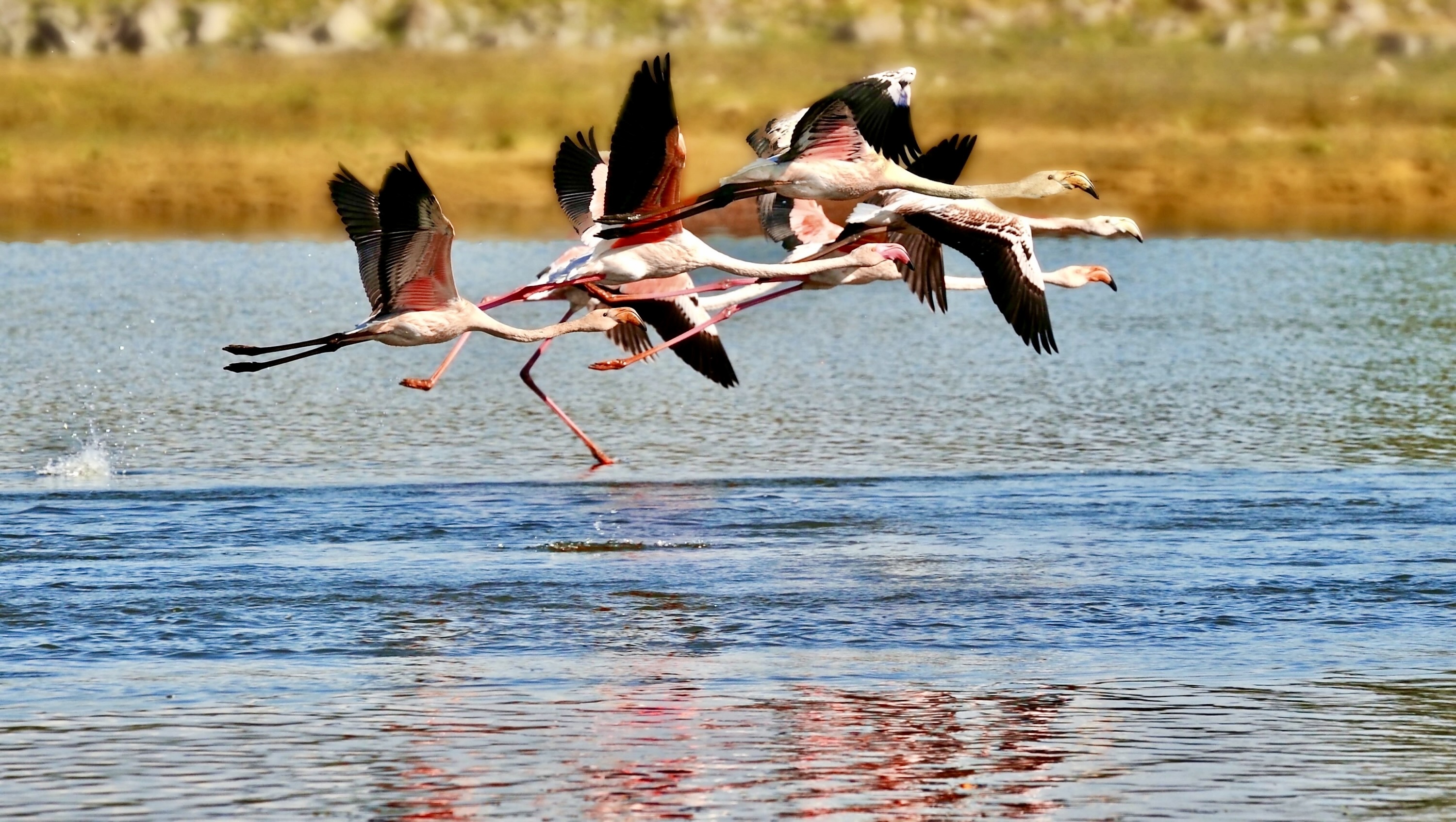 Costa Navarino Villa 1 in Olive Grove